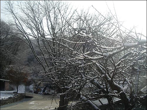 고샅길에 마을 사람 하나 보이지 않고, 이 산골짜기에는 개 한 마리도 짖지 앉았다. 얼음꽃만이 나뭇가지 마다 찬연하게 꽃을 피우는 아 한가한 시골의 하루여. 